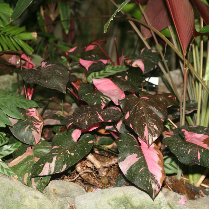 Philodendron domesticum – Philodendron domesticum